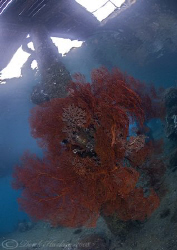 Sea fan under KBR jetty.Lembeh straits. D200, 10.5mm. by Derek Haslam 